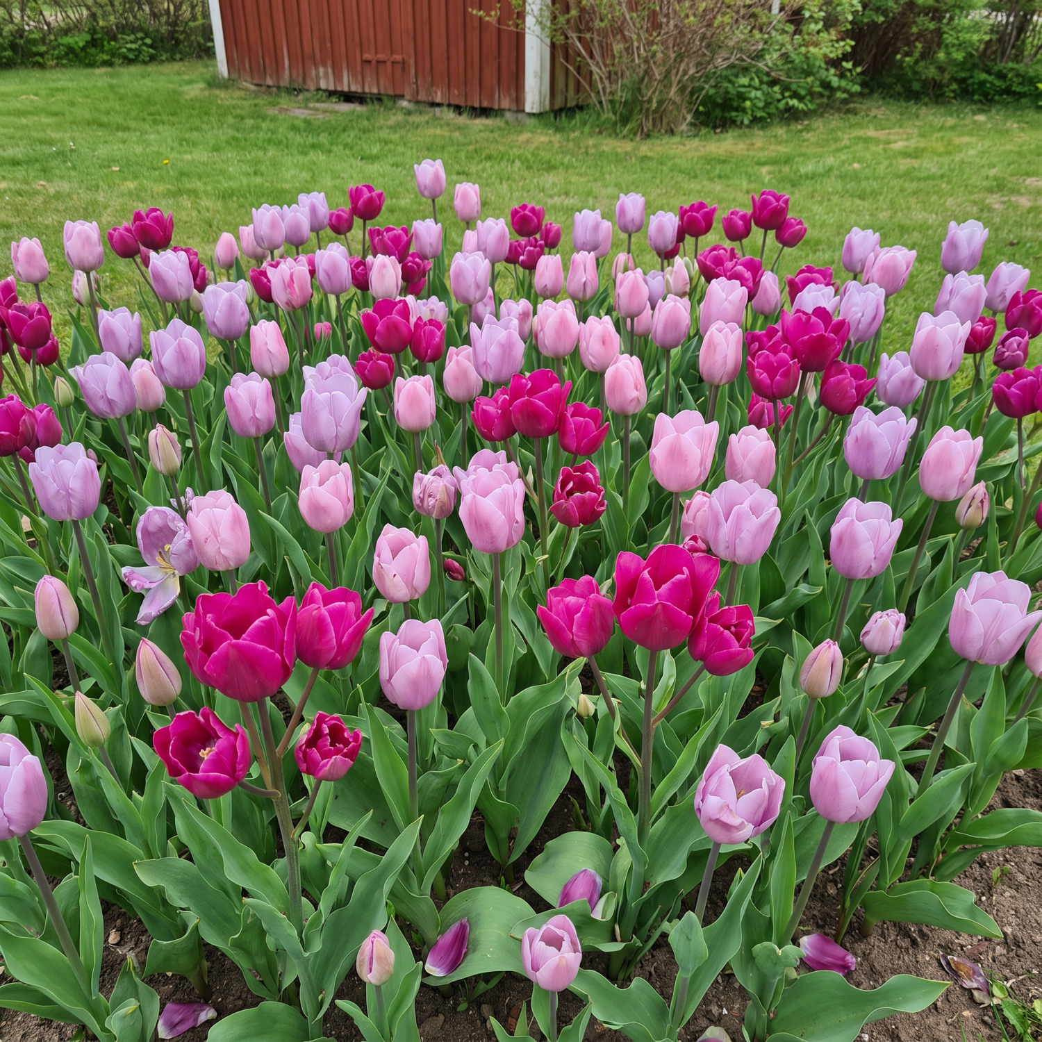 Fertigbeet 'Purple Rain' (1 m²)